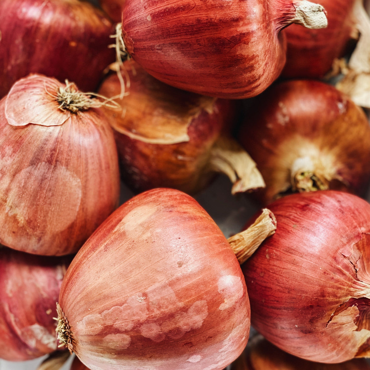 UBC Farm Organic Red Onions