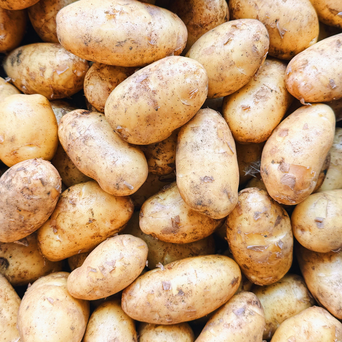 UBC Farm Organic Sieglinde Potatoes