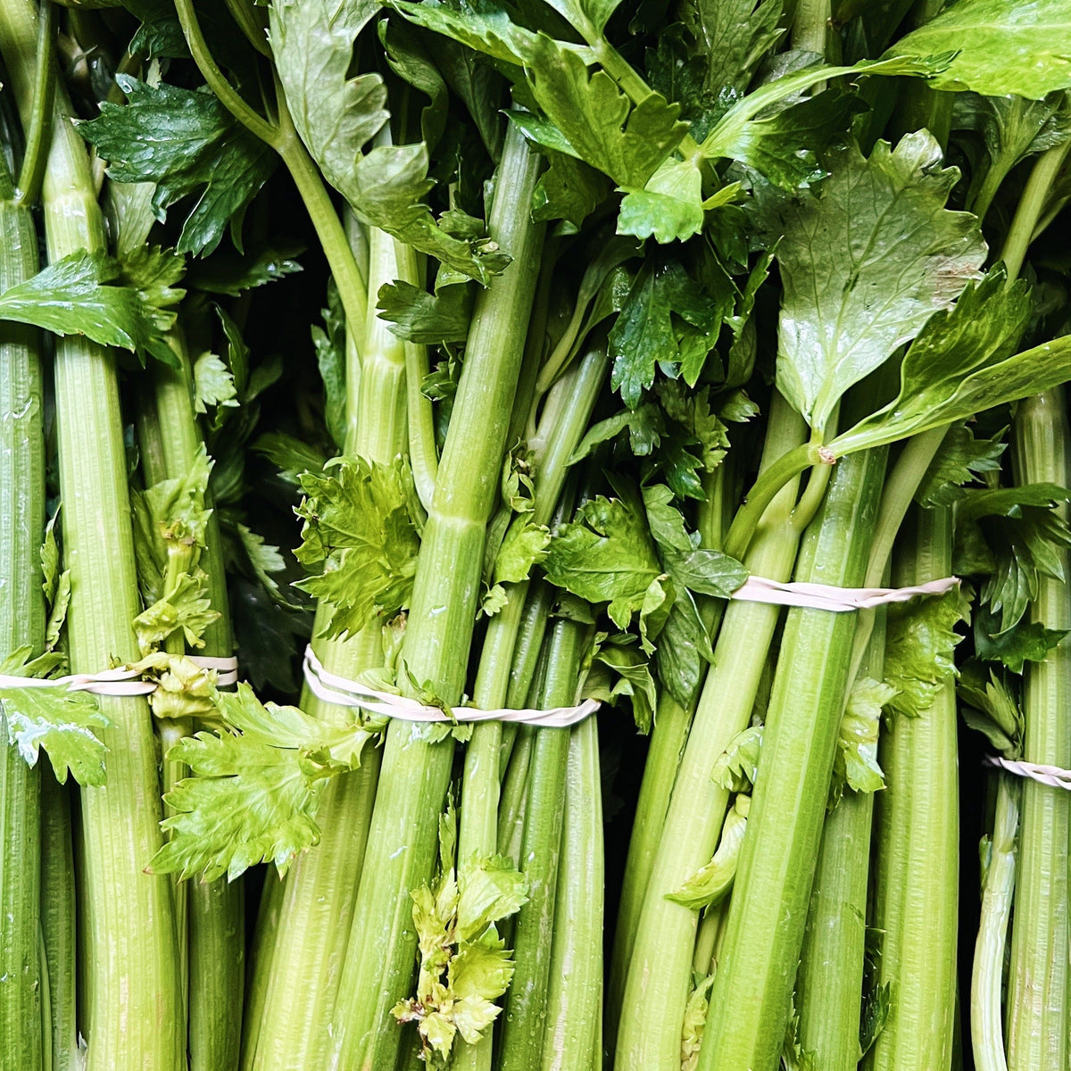 UBC Farm Organic Celery